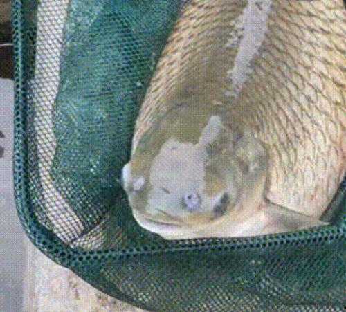 养草鱼爆料视频,养草鱼爆料视频深度解析 第3张 养草鱼爆料视频,养草鱼爆料视频深度解析 第3张